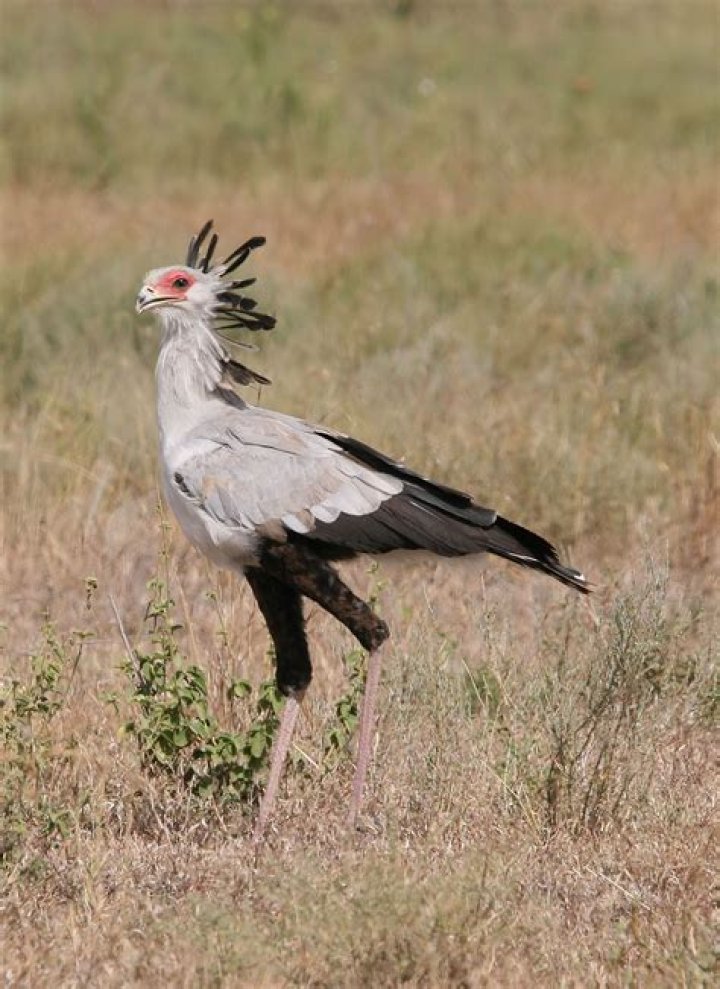 Do secretary birds have talons?