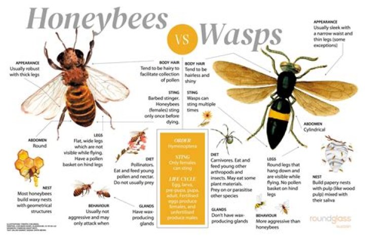 Do wasps sting or bite you?