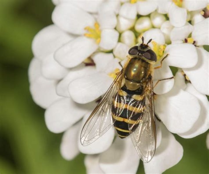 Do we have hoverflies in Australia?
