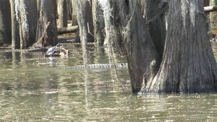 Does Caddo Lake have alligators?