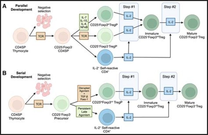 Does IL 2 stimulate T cells?