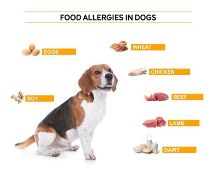 Does lamb dog food cause allergies?
