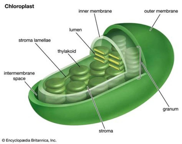 Does lettuce have chloroplast?