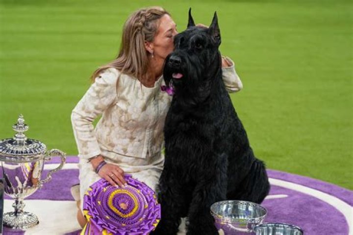 Has a Cane Corso ever won the Westminster Dog Show?
