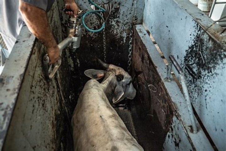 How are cows killed in slaughter houses?