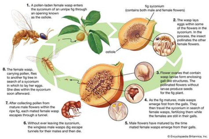 How are figs pollinated?