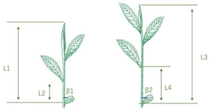 How are plants classified based on internode length?