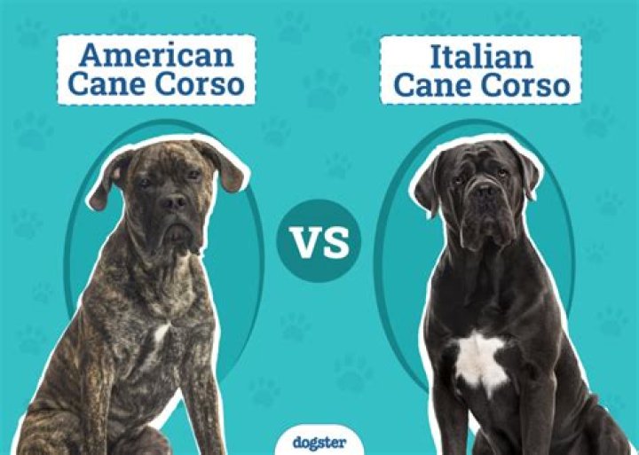 How big do Italian cane corsos get?