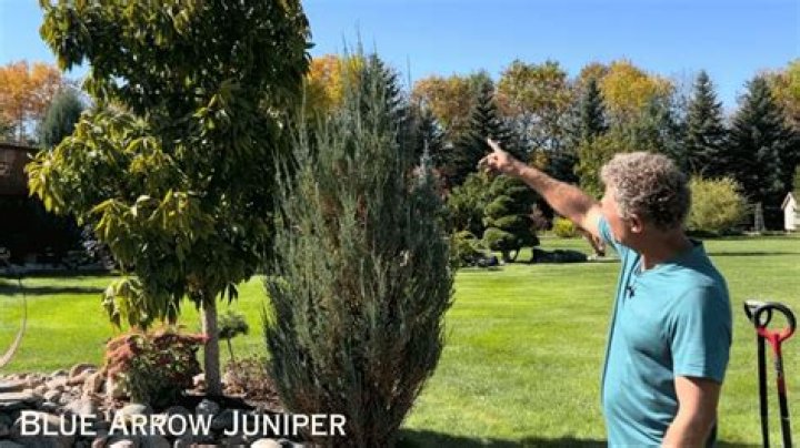 How big do juniper shrubs get?