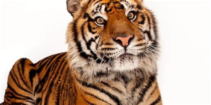 How big do Tiger Eye trees get?