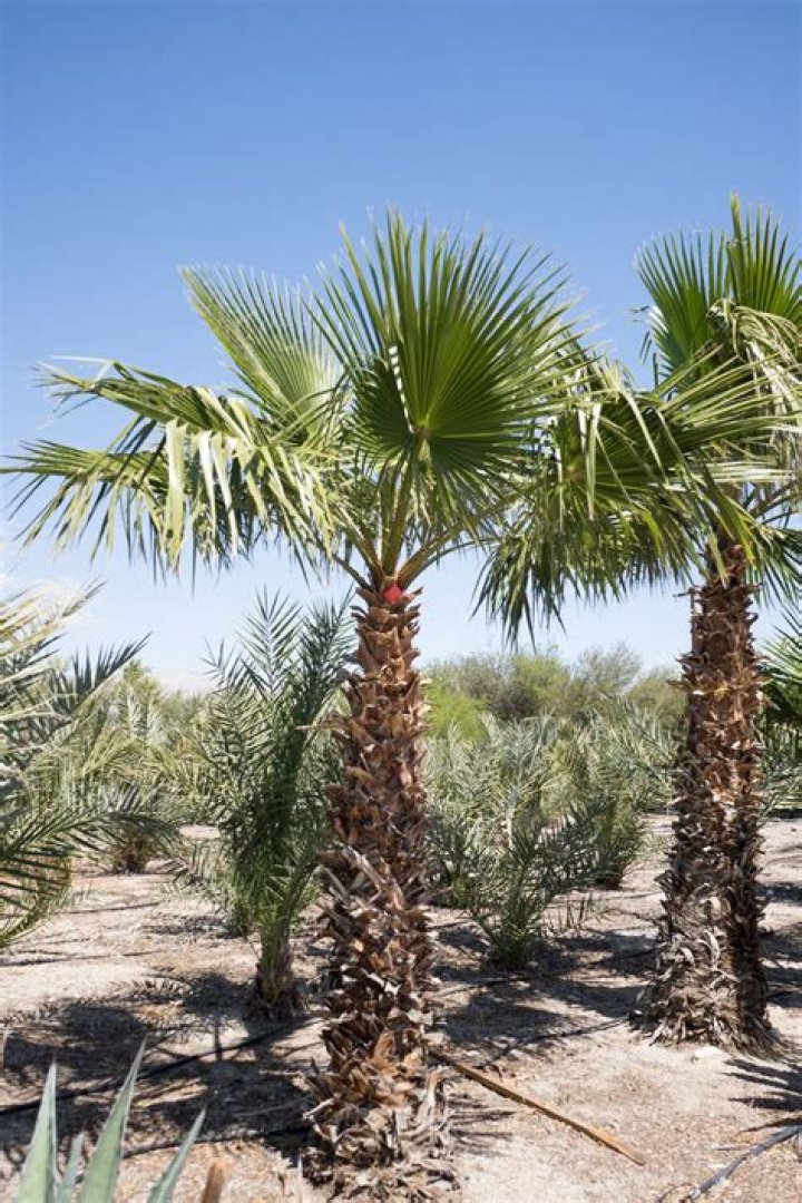 How big do Washingtonia palms get?