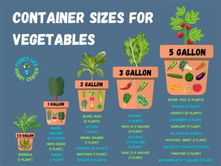How deep do containers need to be for carrots?