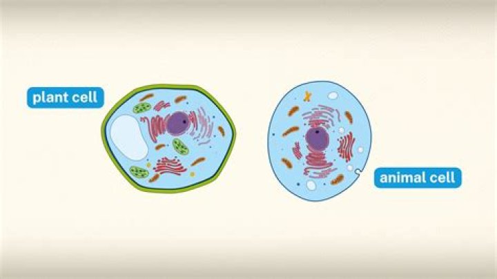 How do animal cells differ from elodea cells?