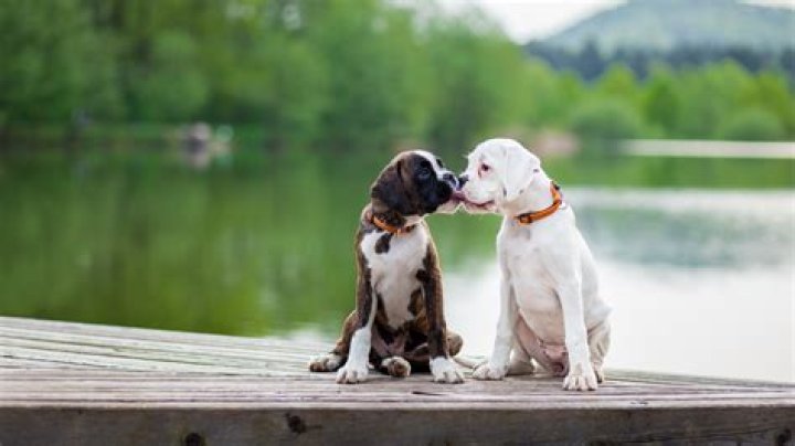 How do animals kiss each other?