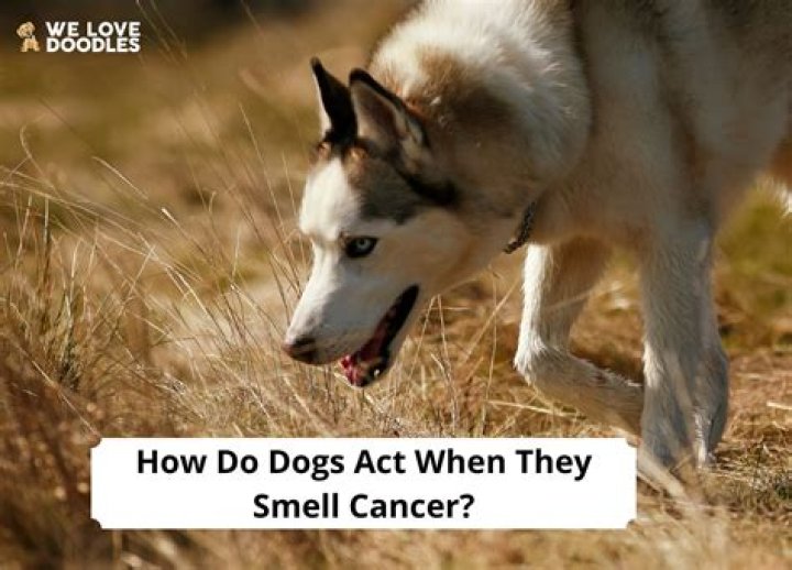 How do dogs act when they sense cancer?