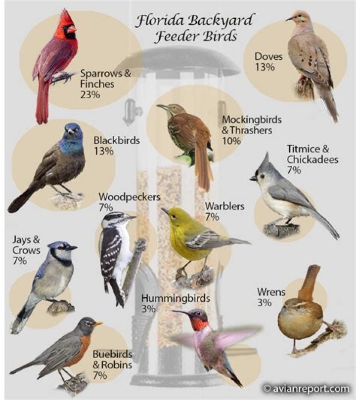 How do I attract birds to my bird feeder in Florida?