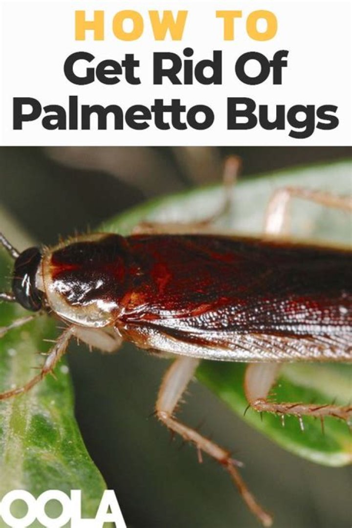 How do I get rid of palmetto bugs in Florida?