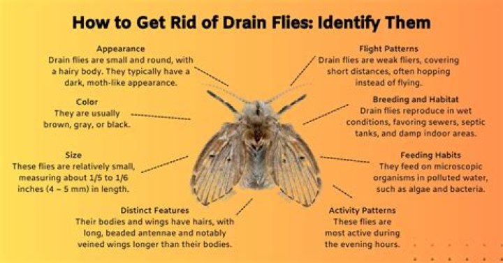 How do I get rid of Trovi on Windows?