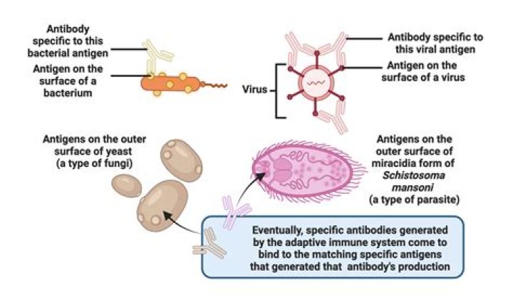 How do self-antigens work?
