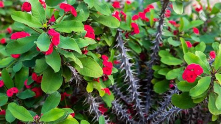 How do you care for a Euphorbia crown of thorns?
