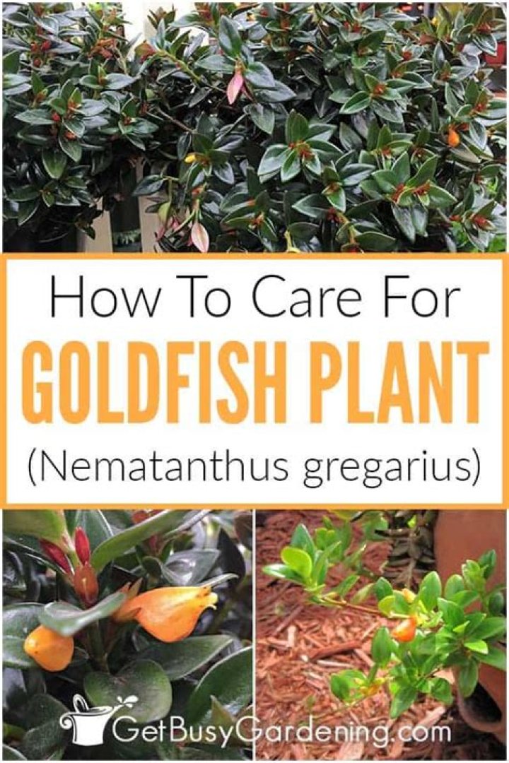 How do you care for Nematanthus goldfish?