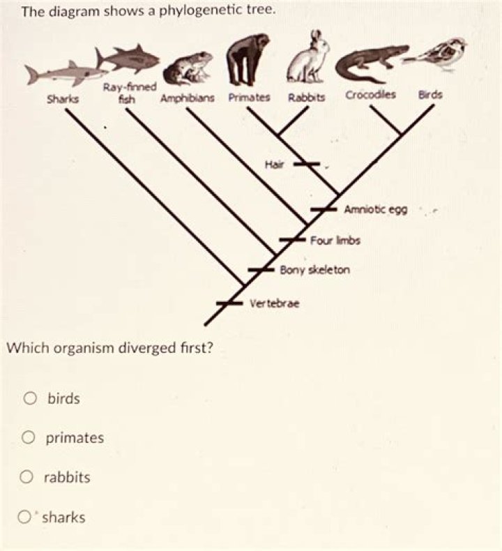 How do you find the closest relative on a phylogenetic tree?