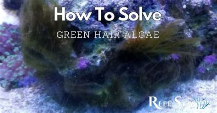 How do you get rid of red hair algae?