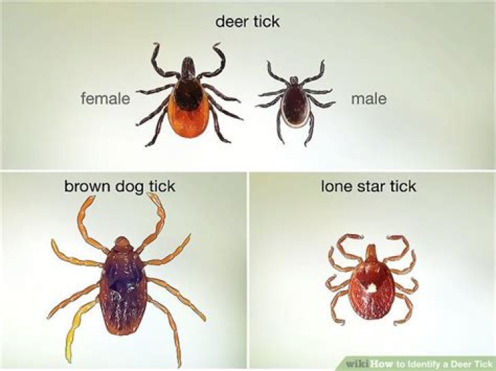 How do you identify a deer tick?