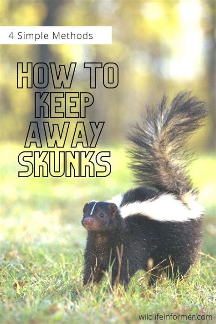 How do you keep skunks away from chickens?