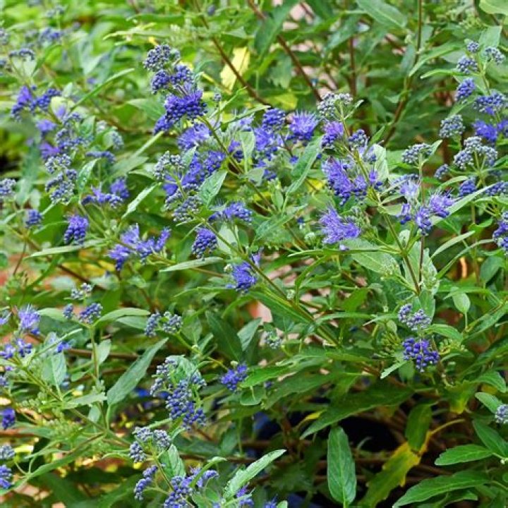 How do you propagate blue mist spirea?
