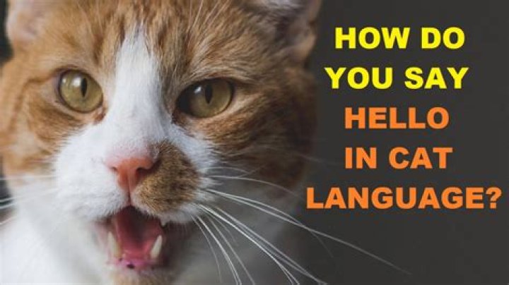 How do you say hello in mam?