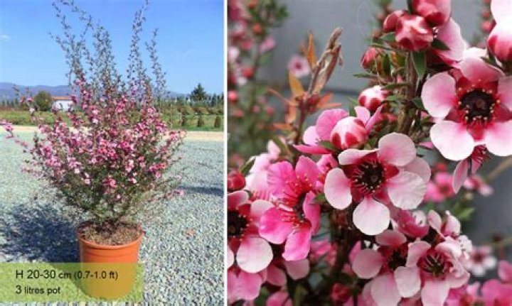 How do you treat Leptospermum scoparium?