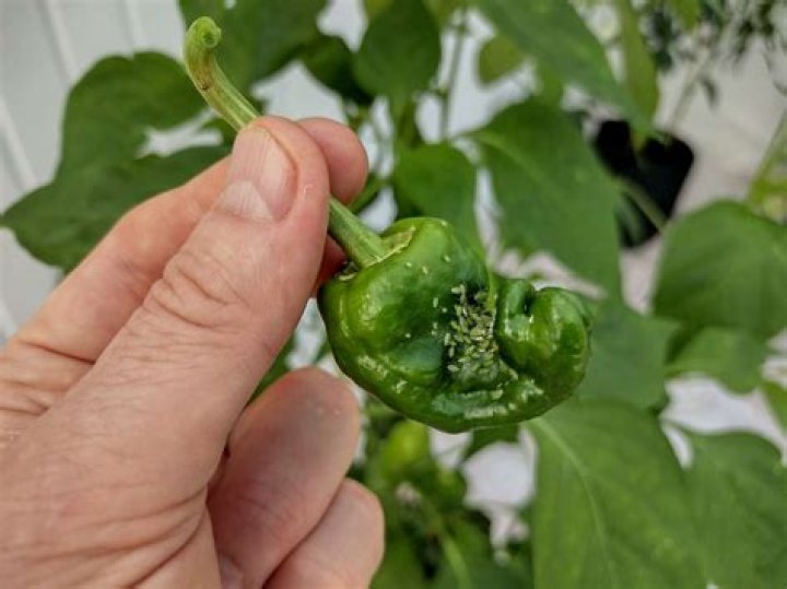 How do you treat thrips on pepper plants?
