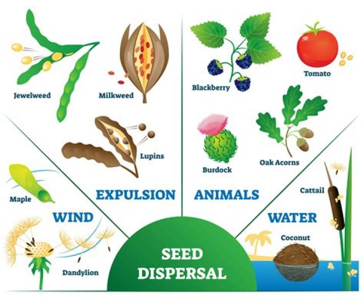 How does a Lupin disperse?