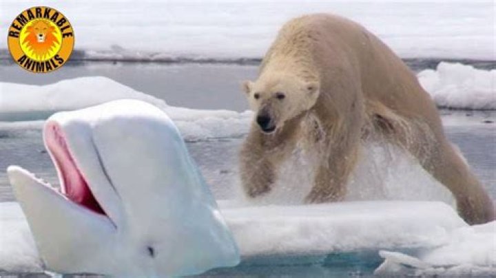 How does a polar bear eat a beluga whale?