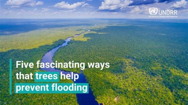 How does afforestation help to control flood?