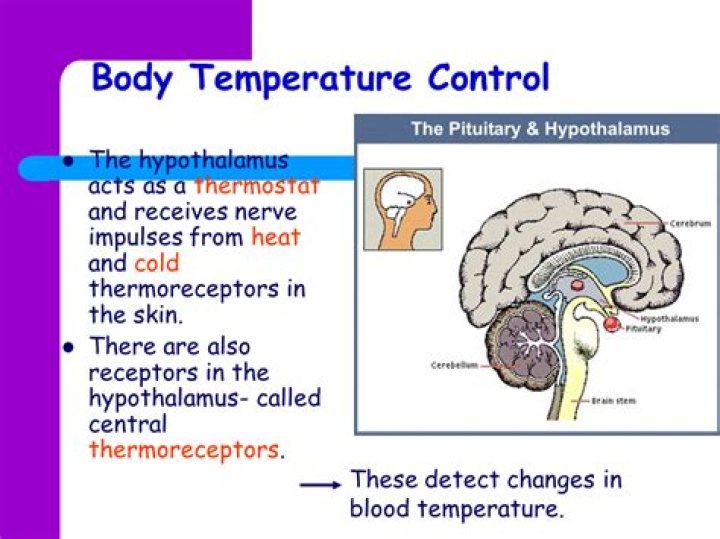 How does the brain regulate temperature?