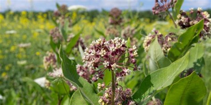 How far apart should you plant common milkweed?