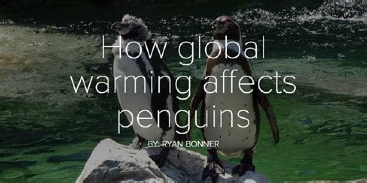 How global warming affects penguins?