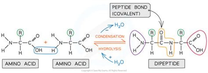 How is a dipeptide broken down?