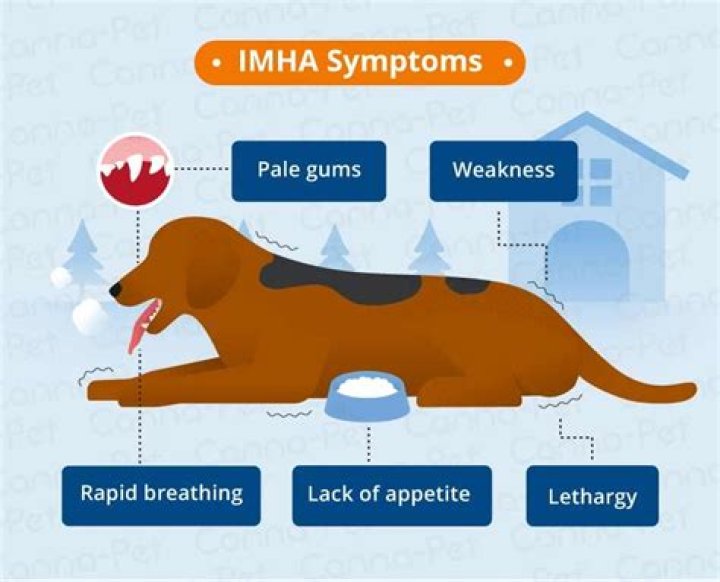 How is IMHA diagnosed in dogs?