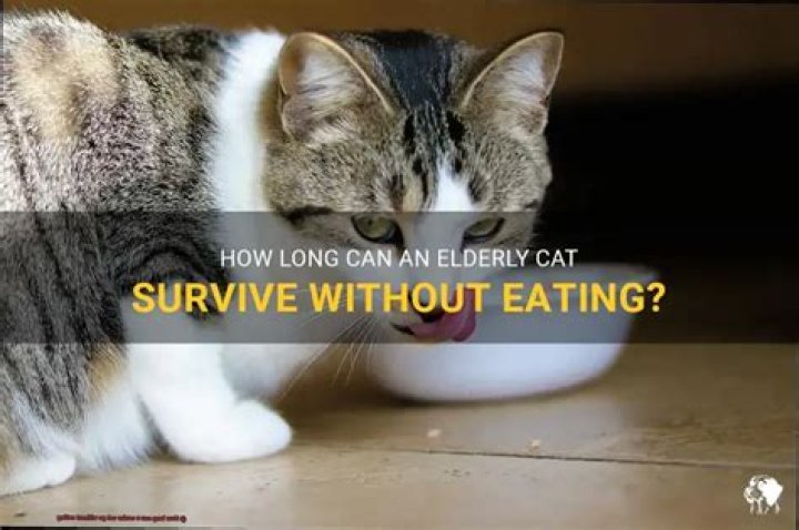 How long can an elderly cat go without eating?