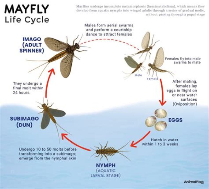 How long do mayflies last in Tennessee?