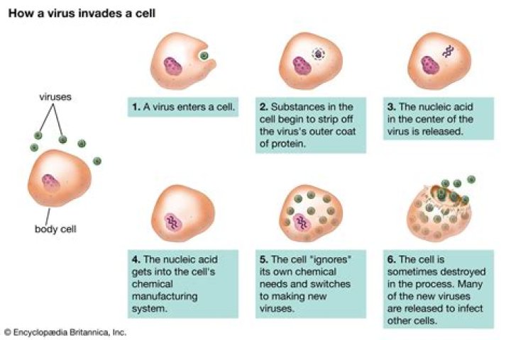 How long does a viral infection last?