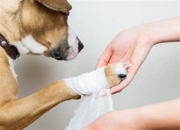 How long does it take for a dogs paw pad to heal?