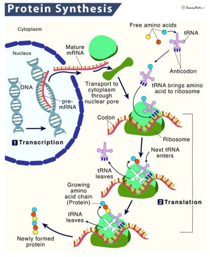 How long does muscle protein synthesis take?