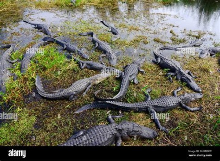 How many alligators are in the Everglades?