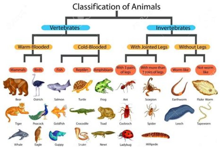 How many species are in the Animalia kingdom?