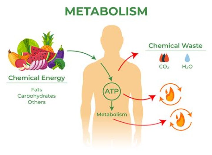 How many types of metabolisms are there?