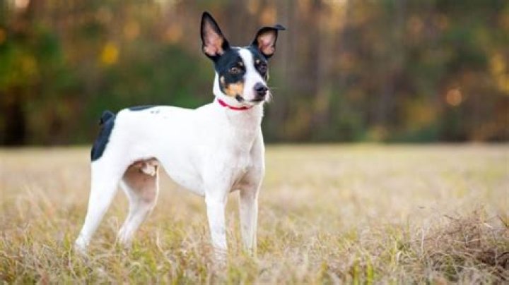 How many types of rat terriers are there?
